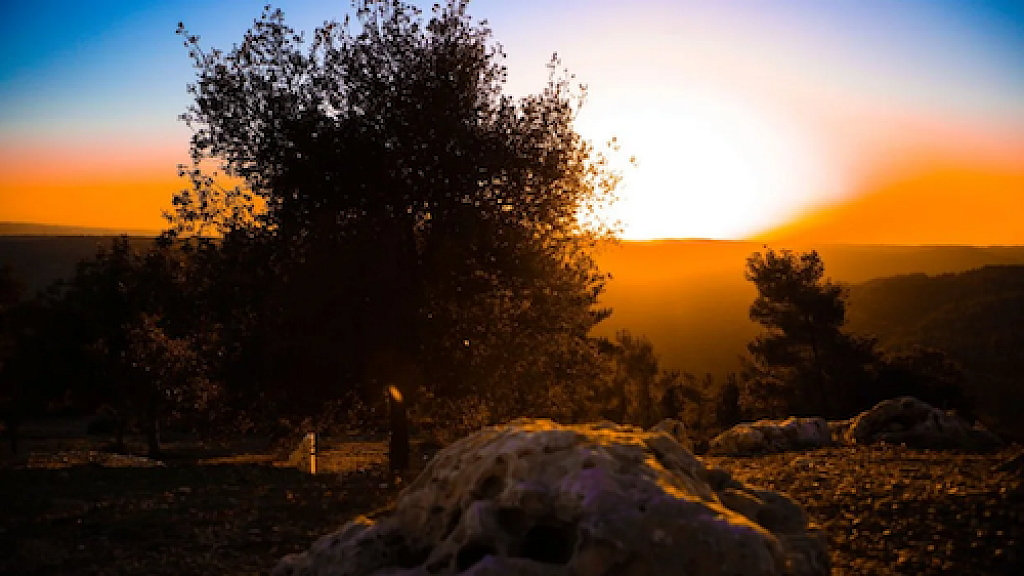 Scientists revive 1000 year old seed from cave near Jerusalem possibly resurrecting mysterious tree mentioned in the Bible
