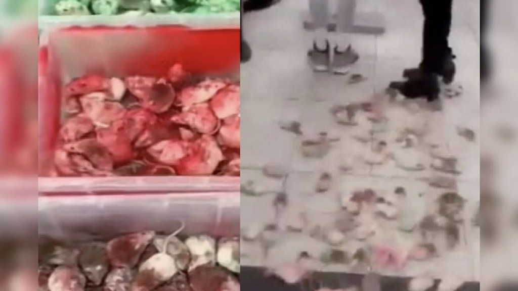 VIDEO Pro Palestine Protestor Throws Spray Painted Mice Inside McDonalds Near Children Shouts Anti Israel Profanity
